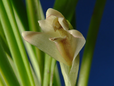 Maxillaria angustissima - Narrowest Maxillaria care