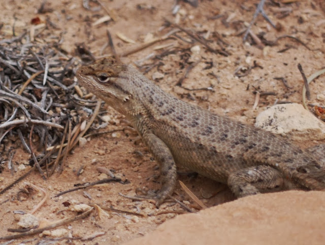 tree lizard adulte