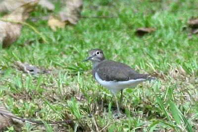 Common Sandpiper (Actitis hypoleucos)Kedidi Pasir at Raub