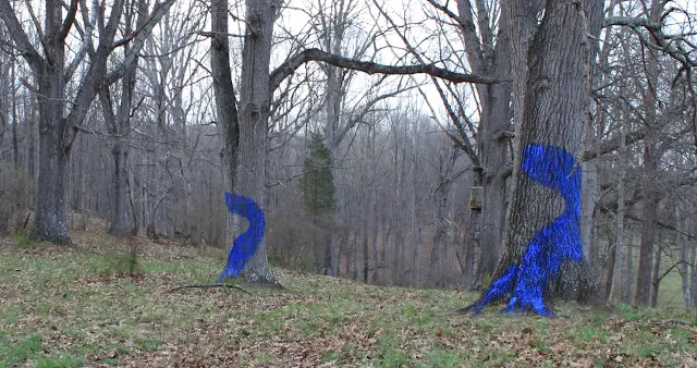 Aviva Rahmani - Blued Trees Project