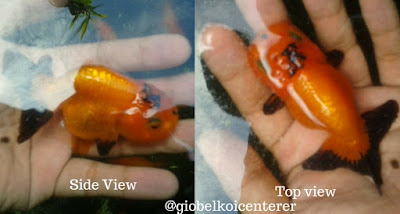 ranchu red/black 