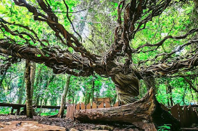 Tempat Wisata di Lamongan Paling Menarik, Memukau dan Asyik