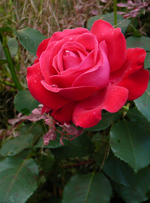 Rose with raindrops - taken by Dave Kingaby