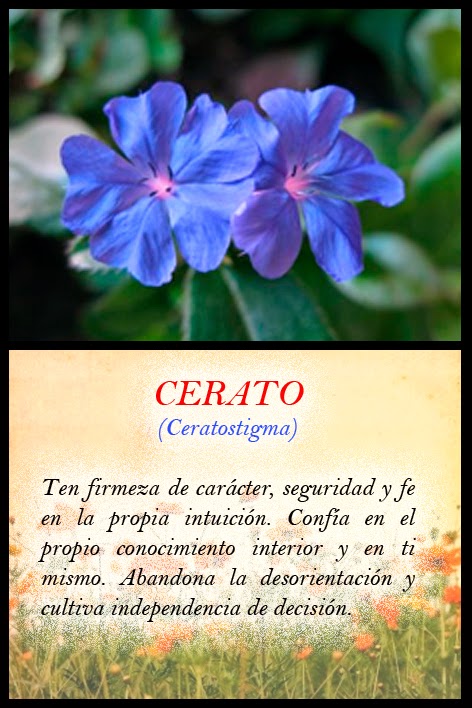 Tu Salud Para Siempre: Las Cartas de las Flores de Bach 