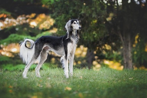 Saluki is among the most beautiful dog breeds in the world.