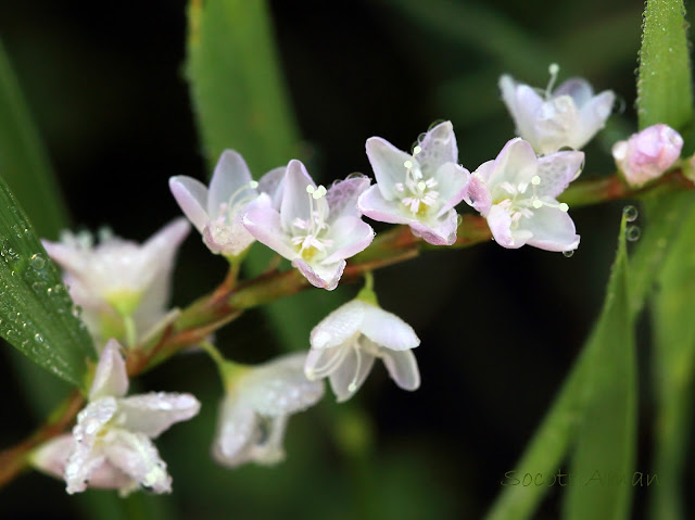 Persicaria conspicua