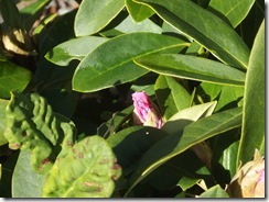 DSCF0244