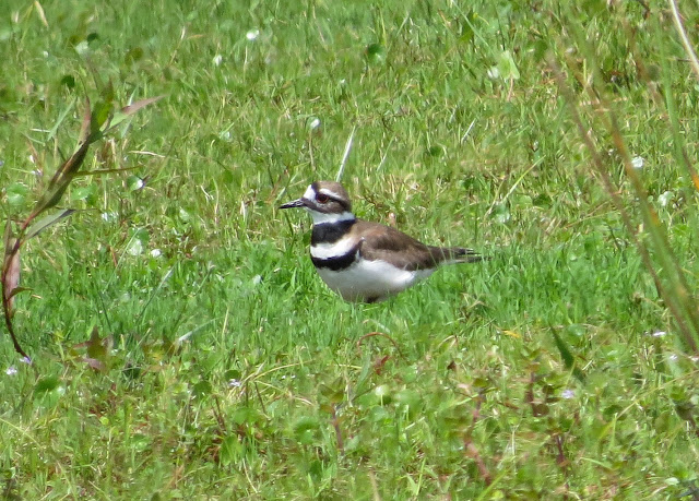 Killdeer - Joe Overstreet Road, Florida