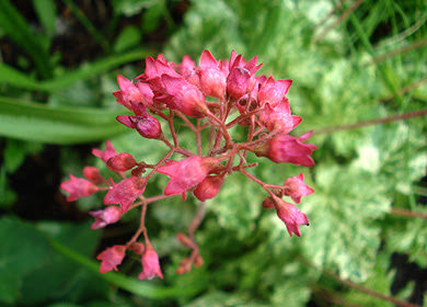 Heuchera Sanguinea 'Snow Angel'