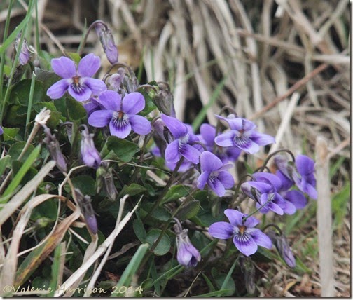 13-dog-violets