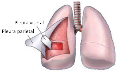 Organ Pernapasan Pleura