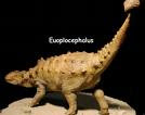 Euoplocephalus!!!