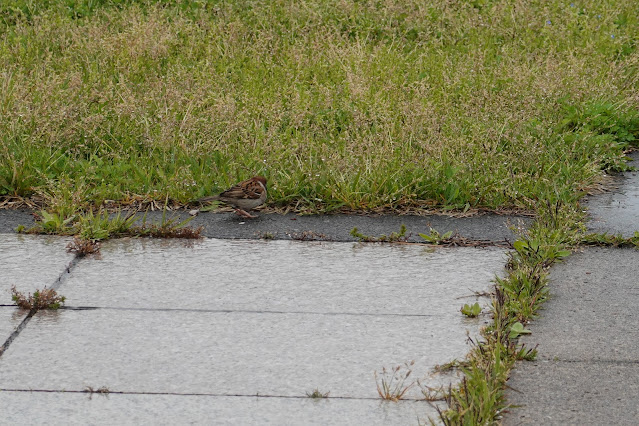 鳥取県境港市竹内団地 夢みなと公園