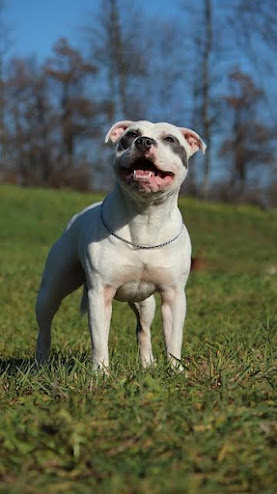 Among the most loyal dog breeds in the world is Staffordshire Bull Terrier.