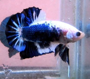 arseniastar Jual Ikan  Cupang  Betta Plakat  Fancy  Cantik 