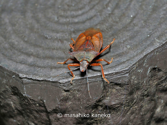 アオクチブトカメムシ