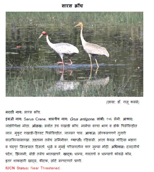 sarus crane kraunch bird information in marathi