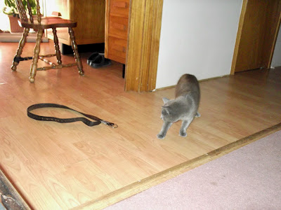 grey cat distances himself from belt