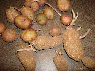 Growing Potatoes In Containers