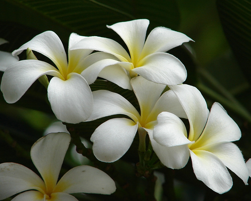 White Flowers