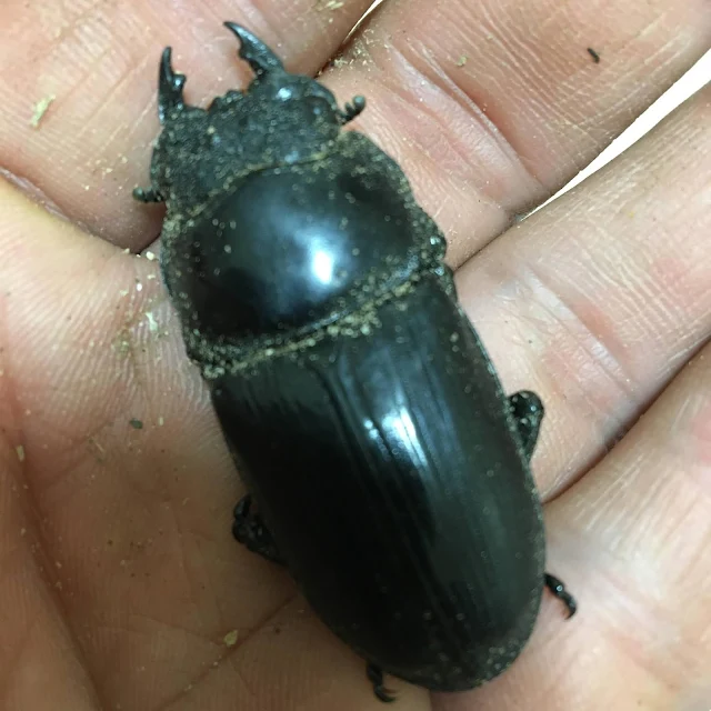 Photograph of a female of Japan's three major stag beetles AM: 8:00 GOODDAYS