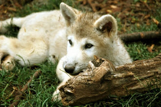 Baby Wolf New Desktop Wallpaper