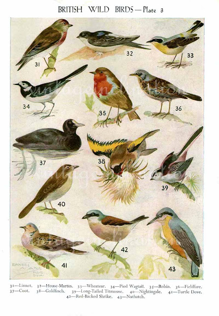 Birds Prints