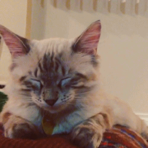 Gif animado de un gato con mucho sueño; al final termina dormido | Ximinia