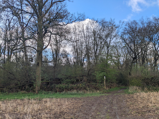 Enter the woodland, now on Wheathampstead bridleway 19