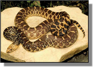 Gopher Snakes