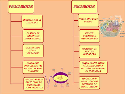 celula procariota y eucariota. las células procariotas y