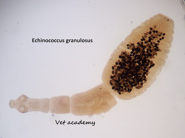 Echinococcus granulosus - The hydatid tapeworm