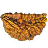  ONE MUKHI RUDRAKSHA - With Golden Pendant & Red Thread