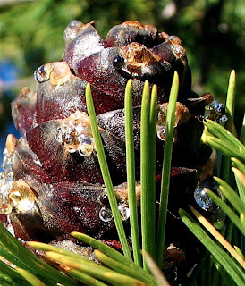 sparkling pine cone