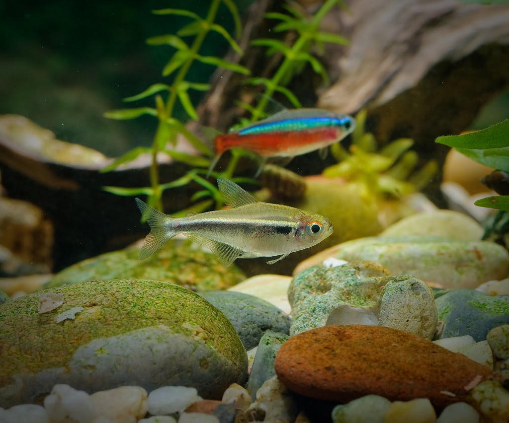 Freshwater Tropical Fish Species Tetras