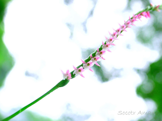 Spiranthes sinensis