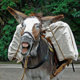 funny animals of the week, smiling donkey