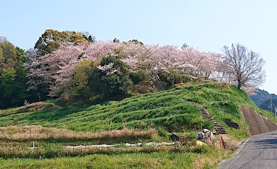 令和２年　南河内の桜　その２