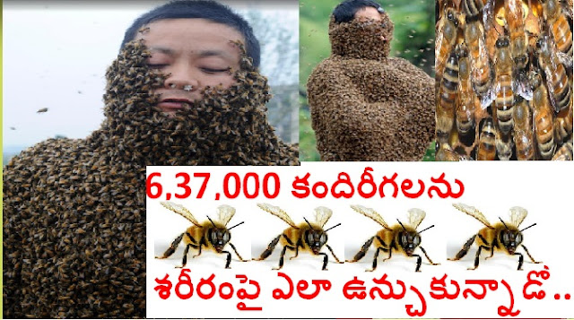 637,000 Bees On The Entire Body || Heaviest Mantle Of Bees