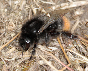 Red-tailed bumble-bee, Bombus lapidarius.  Hayes Common, 18 May 2011.