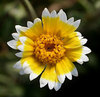 Wildflower photo inspiration for a silver pendant