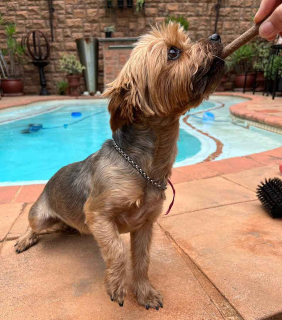 Pancha small Female Yorkie 6 years old