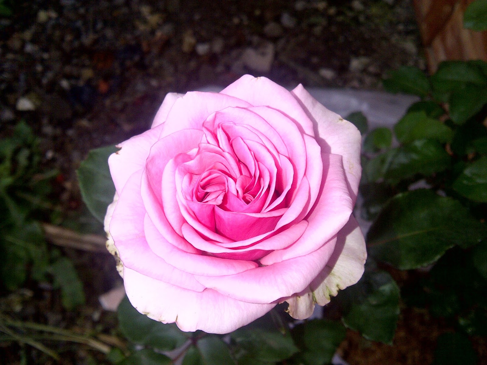 Bunga Warna-warni: Bunga Mawar Pink, Unggu, Putih, yang MeraH?