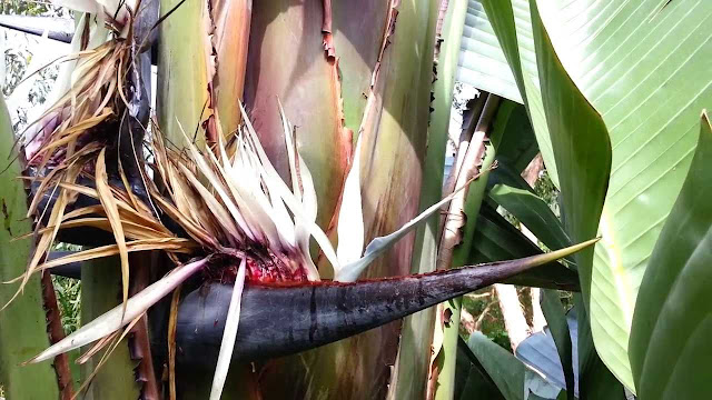 Giant White Bird Of Paradise Plant