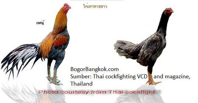  Ayam  Bangkok Di Thailand Jenis Ayam  Birma  Ayam  Aduan 