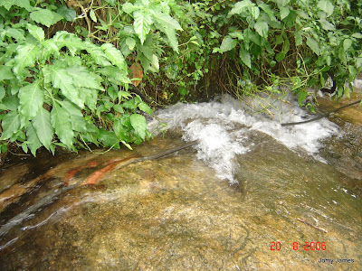 Streams at Velliamattom, Thodupuzha, Idukki