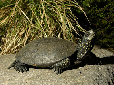 tortuga europea de los estanques Emys orbicularis