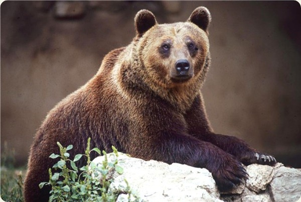 Lazio _Orso_Marsicano