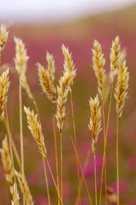 moorland grasses golden heather