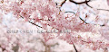 長野の高遠城址･松本城･上田城の桜がすごい！